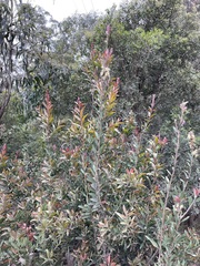 Melaleuca pallida