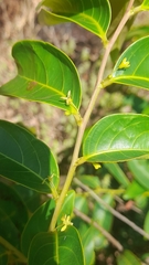 Glochidion hohenackeri