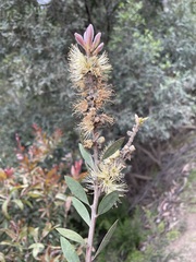 Melaleuca pallida
