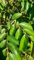 Glochidion hohenackeri