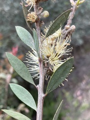 Melaleuca pallida