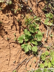 Ranunculus oxyspermus