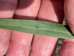 Acacia neriifolia
