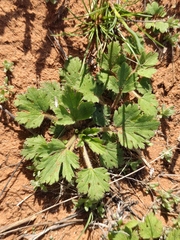 Ranunculus oxyspermus