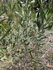 Acacia neriifolia
