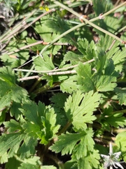 Ranunculus oxyspermus