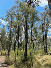 Acacia neriifolia