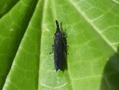 Acrobelus reflexus