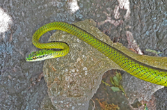Leptophis ahaetulla marginatus