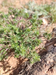 Veronica capsellicarpa
