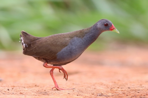 Paint-billed Crake