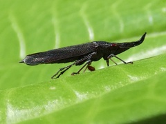 Acrobelus reflexus