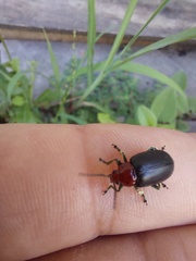 Cacoscelis nigripennis