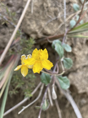Image of Goodenia lanata by (c) Matt Berger, some rights reserved (CC BY)
