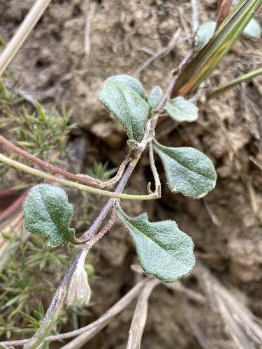 Image of Goodenia lanata by (c) Matt Berger, some rights reserved (CC BY)