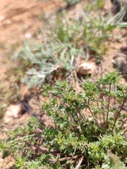 Veronica capsellicarpa