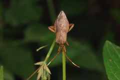 Melucha phyllocnemis