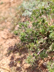 Veronica capsellicarpa