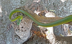 Leptophis ahaetulla marginatus