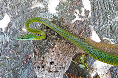 Leptophis ahaetulla marginatus