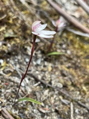 Caladenia alpina