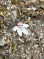 Caladenia alpina