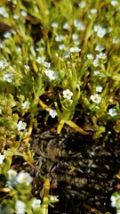 Plagiobothrys stipitatus micranthus
