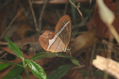 Pierella nereis