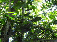 Philodendron hederaceum