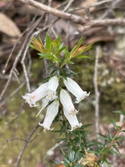 Epacris