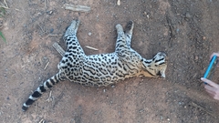 Leopardus pardalis mitis