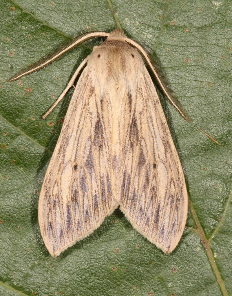 Leucanopsis lurida
