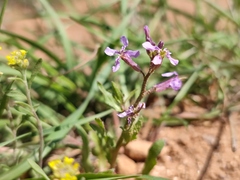 Chorispora tenella