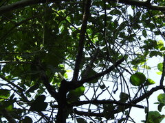 Philodendron hederaceum