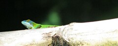 Anolis allisoni