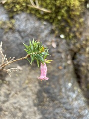 Epacris