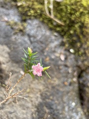 Epacris