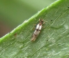 Thripidae