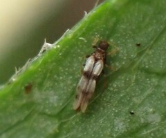 Thripidae