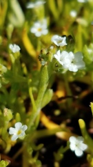 Plagiobothrys stipitatus micranthus