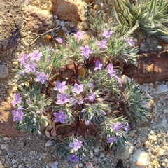 Langloisia setosissima setosissima