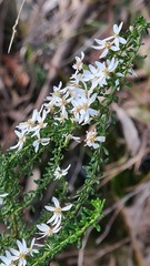Olearia microphylla