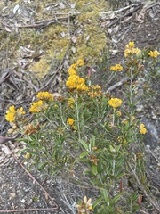 Oxylobium ellipticum