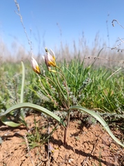 Tulipa biflora