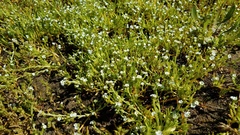 Plagiobothrys stipitatus micranthus