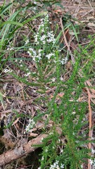 Olearia microphylla