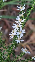 Olearia microphylla