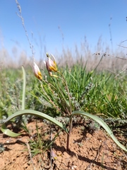 Tulipa biflora