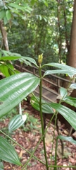 Cinnamomum