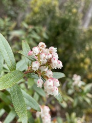 Gaultheria hispida